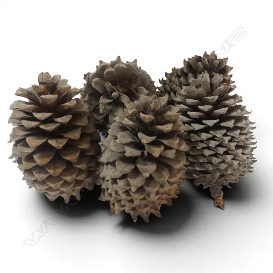 5 GIANT COULTER PINE CONES L.240mm