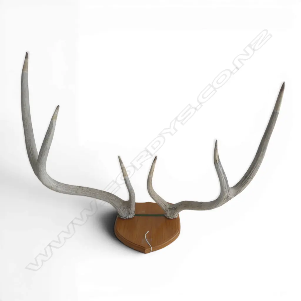 6 POINTER MOUNTED STAG HORNS 850x530mm Image 1++
