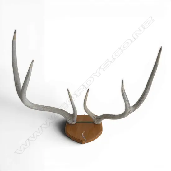 6 POINTER MOUNTED STAG HORNS 850x530mm