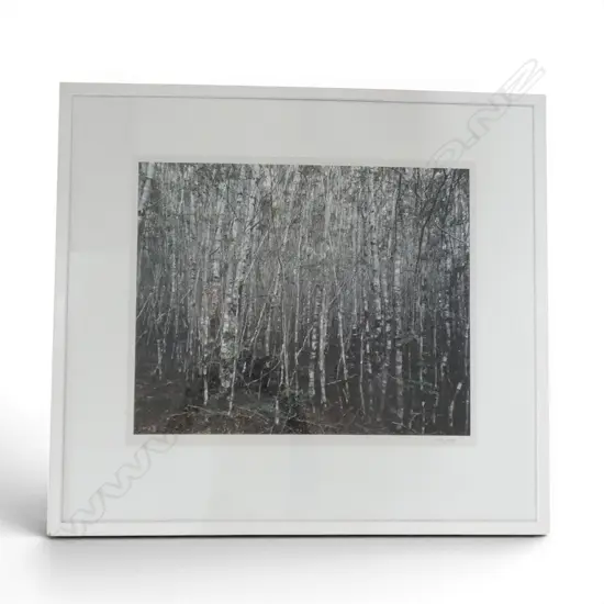 CRAIG POTTEN, UNTITLED PHOTOGRAPH, SIGNED, 450x545mm