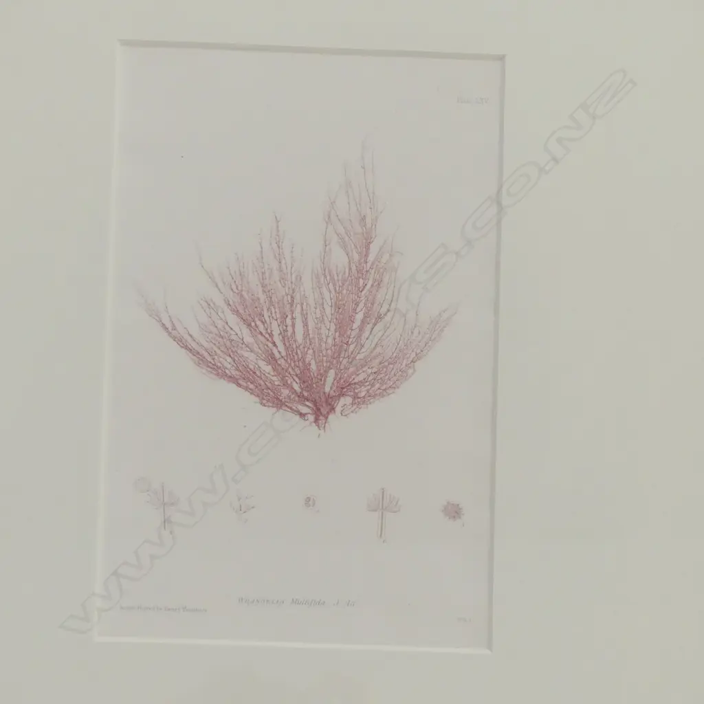 6 SEAWEED PRINTS 220x140mm Image 1++