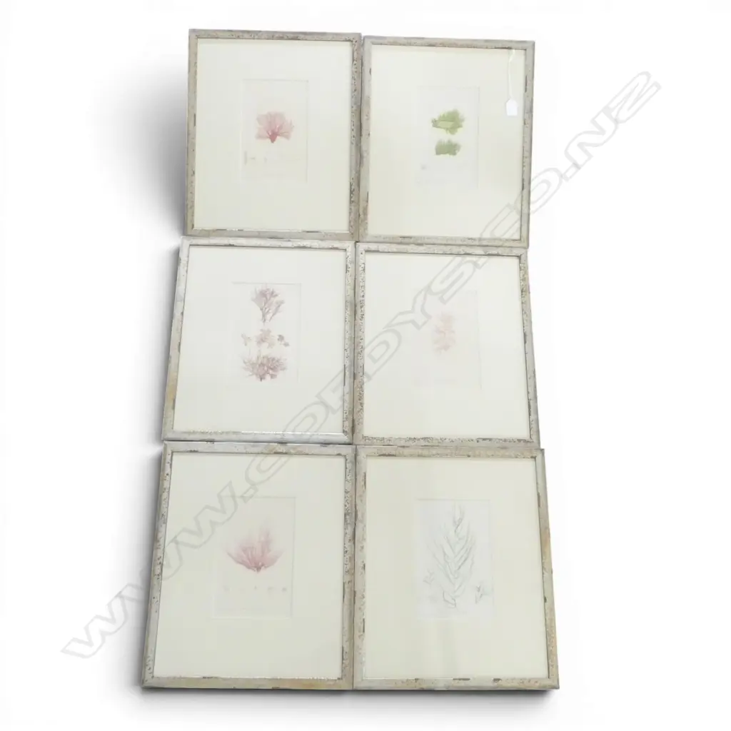 6 SEAWEED PRINTS 220x140mm Image 1++