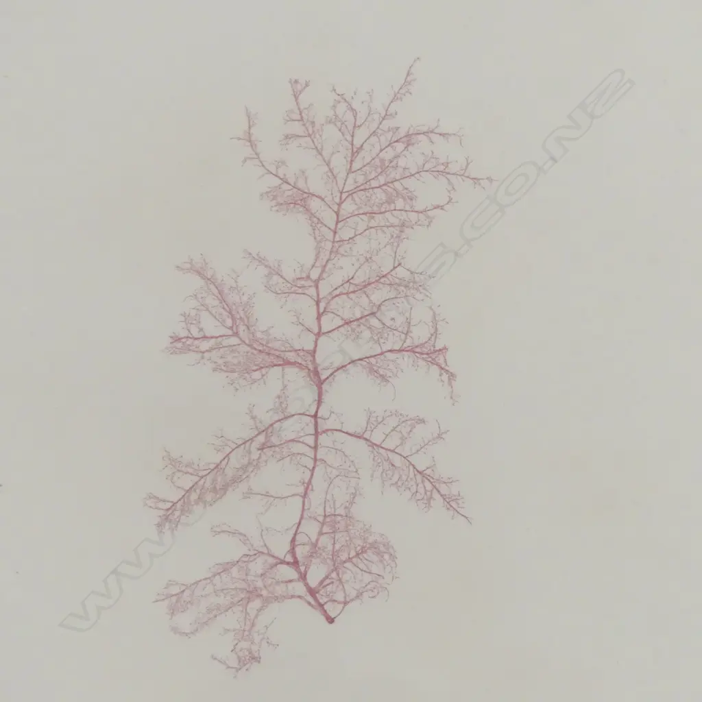 6 SEAWEED PRINTS 220x140mm Image 1++