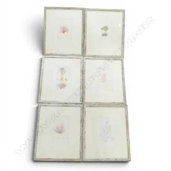 6 SEAWEED PRINTS 220x140mm