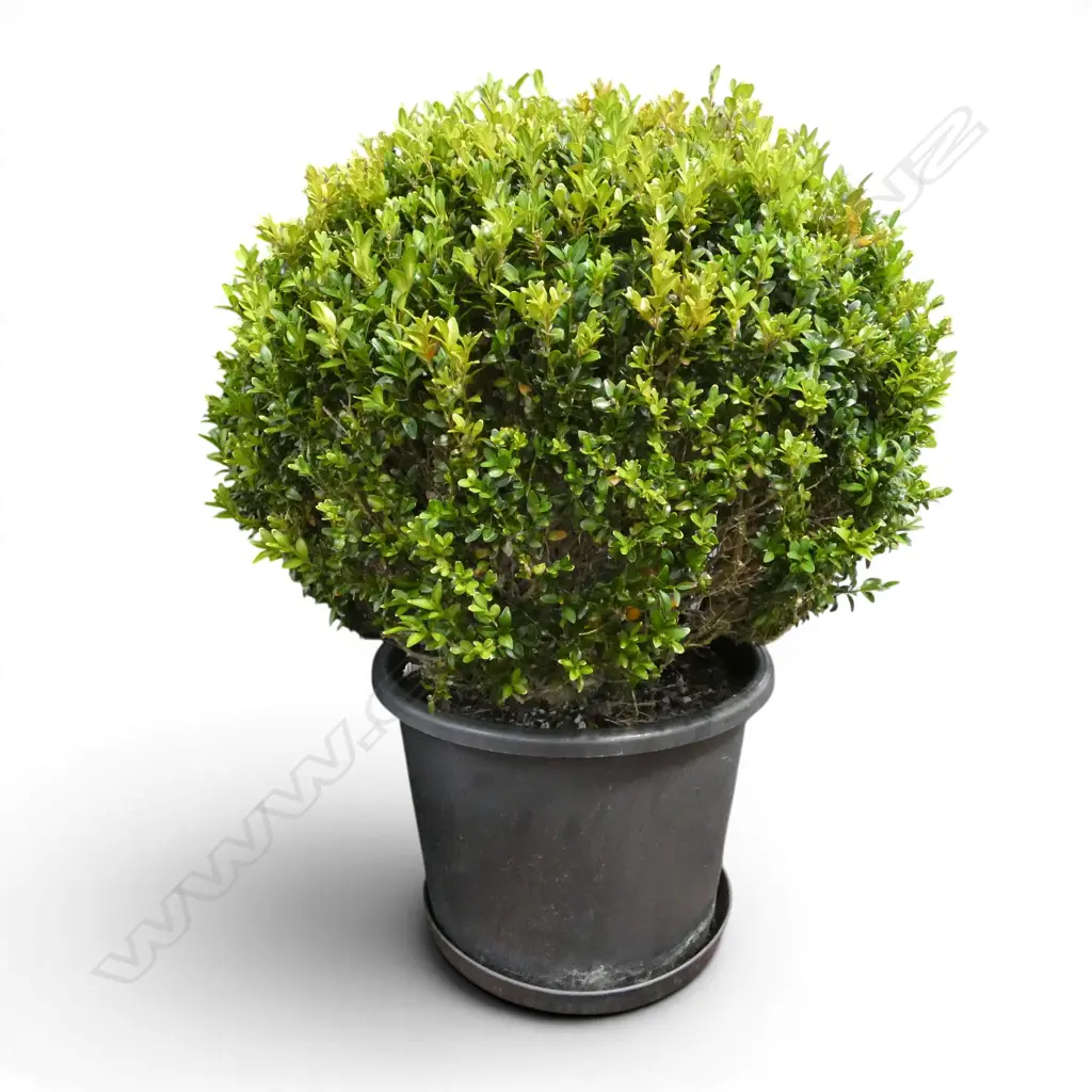 POTTED BUXUS PLANT H.850mm APPROX Image 1++