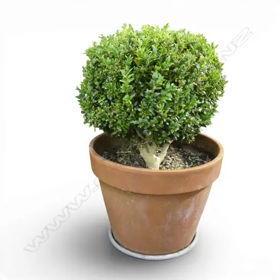 POTTED BUXUS PLANT H.720mm APPROX