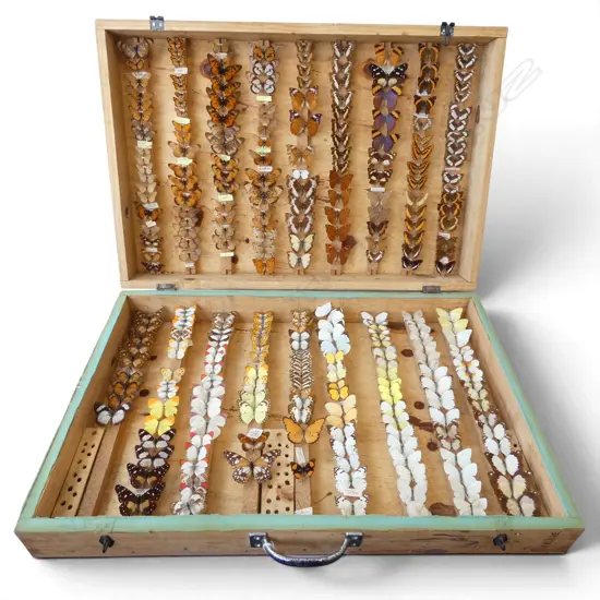 CASED BUTTERFLIES 760x510mm