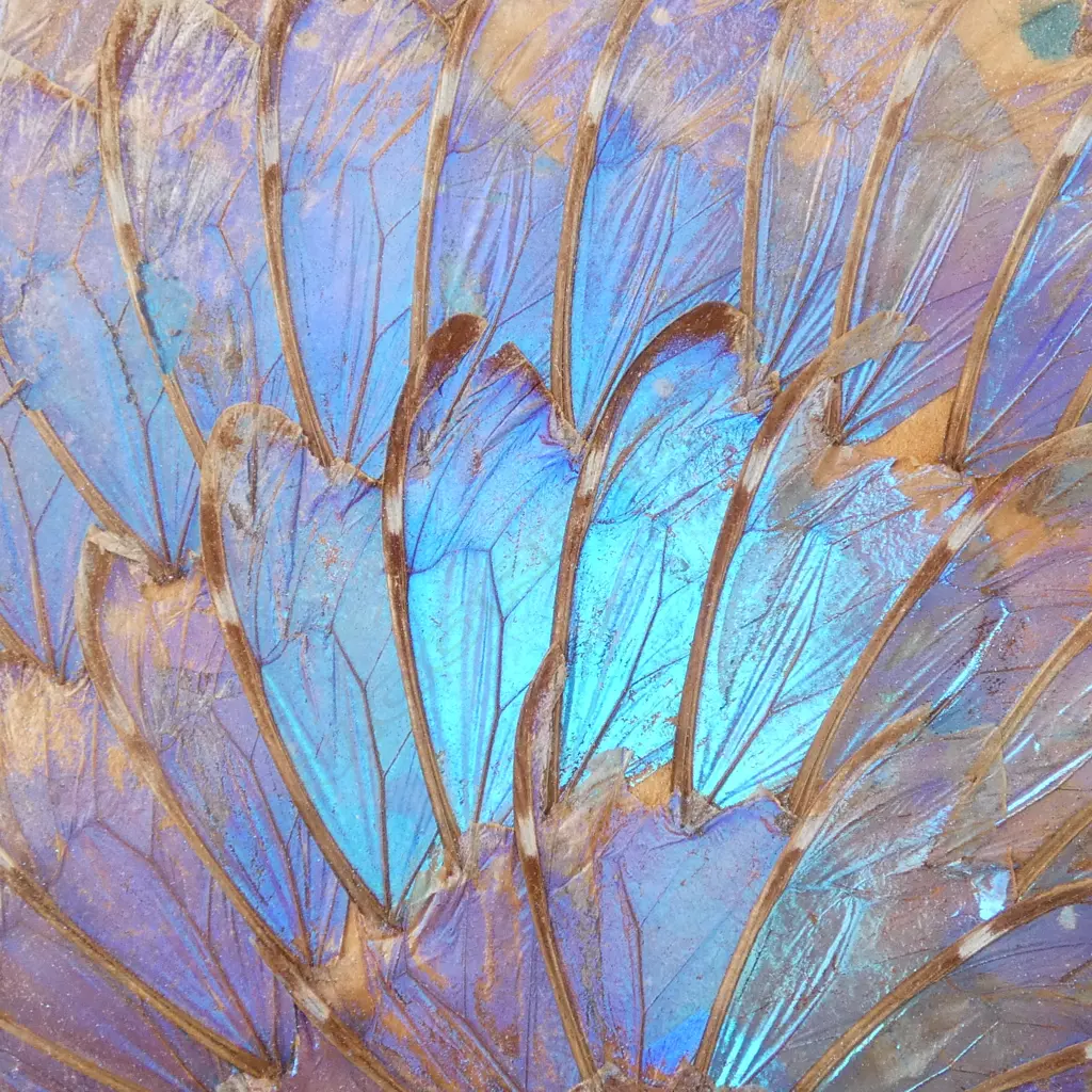 BUTTERFLY WING TRAY 330x515mm BLUE MORPHOS Image 1++