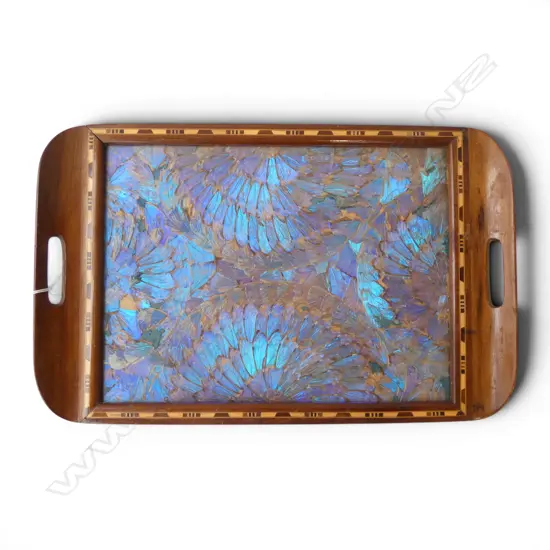 BUTTERFLY WING TRAY 330x515mm BLUE MORPHOS
