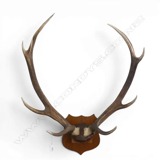8 POINTER MOUNTED STAG HORNS H.900mm