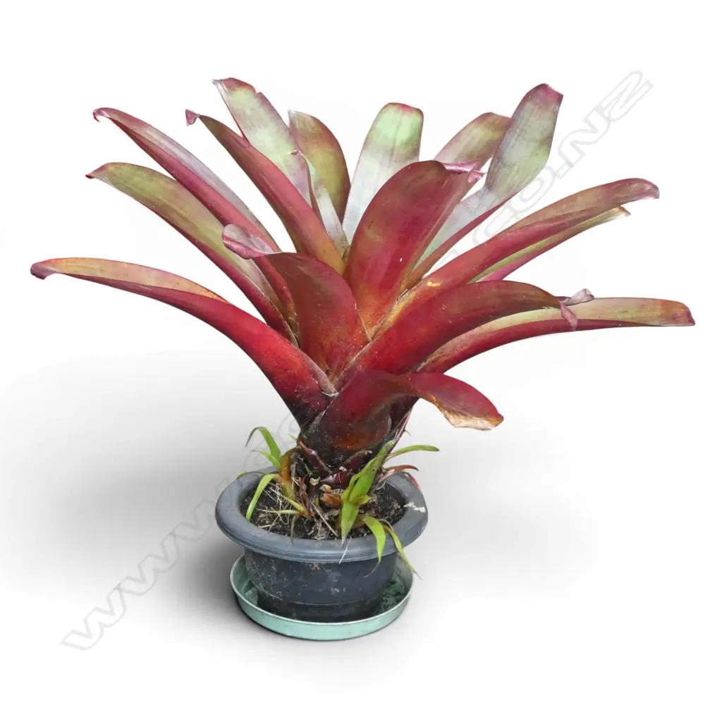 POTTED BROMELIAD H.780mm APPROX Image 1++