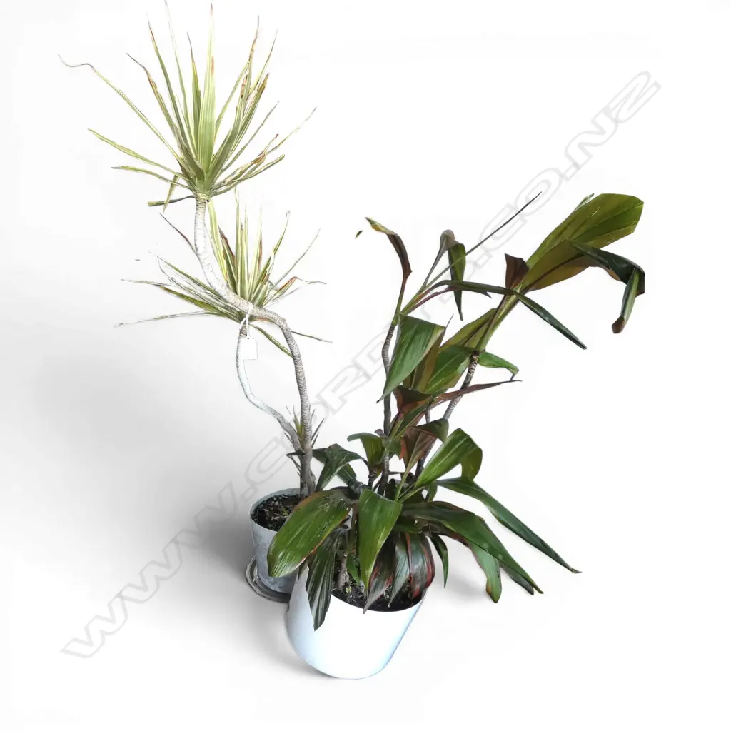 2 DRACAENA 'CORN / HAPPY PLANTS' H.1300mm Image 1++