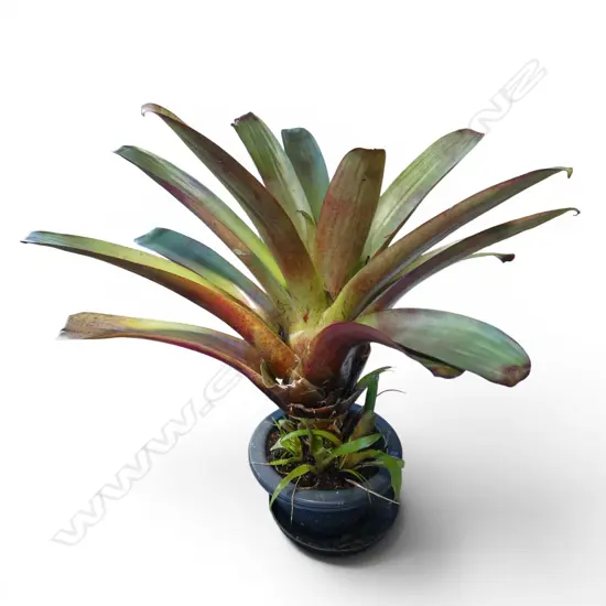 POTTED BROMELIAD H.780mm APPROX