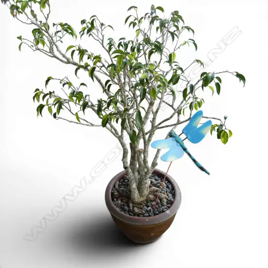 FICUS in dragon pot