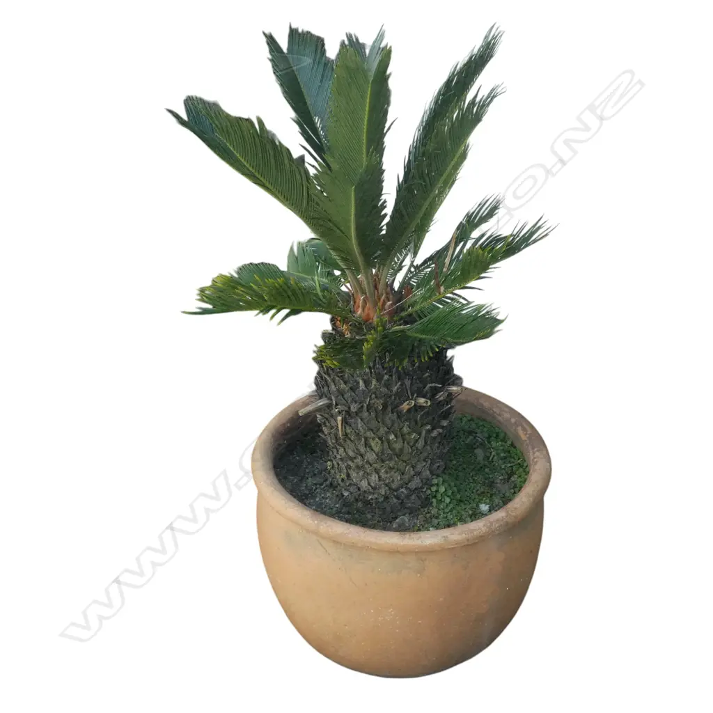 SAGO PALM POT PLANT  Image 1++