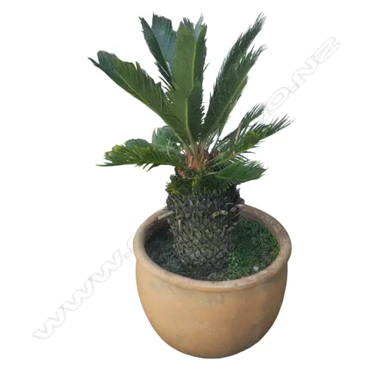 SAGO PALM POT PLANT 