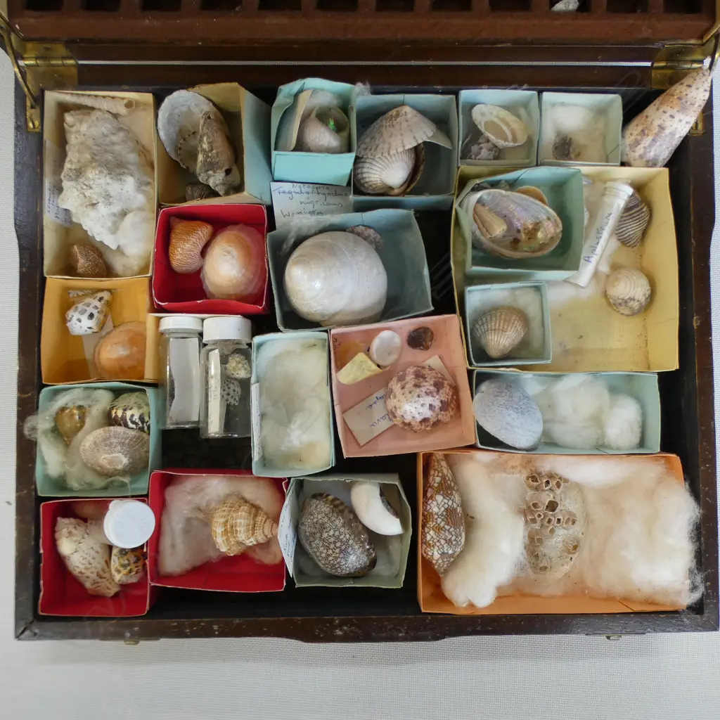SHELL COLLECTION IN OLD CUTLERY CANTEEN W.365mm Image 1++