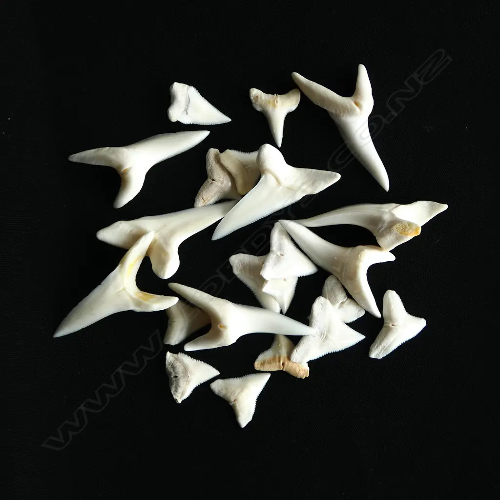 COLLECTION MAKO SHARKS TEETH Image 1++