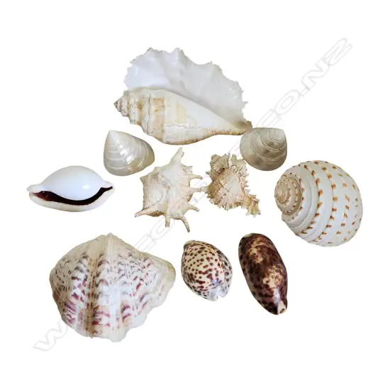 SEASHELLS