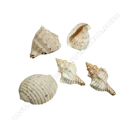ASST. SEASHELLS