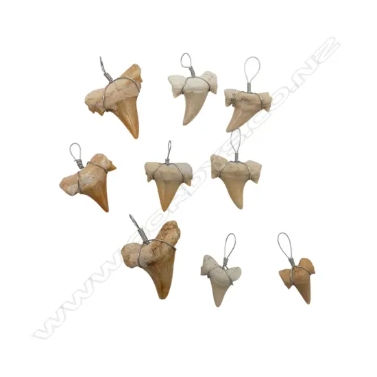 9 fossilised shark's teeth pendants w wire suspension