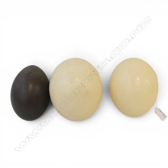 3 OSTRICH / EMU EGGS, HAIRLINES L.140mm