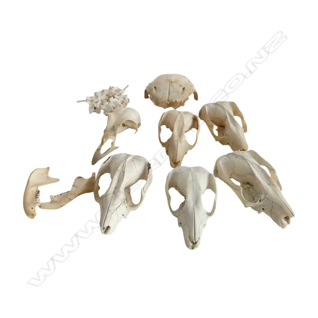 ASSORTED POSSUM SKULLS, SNAKE VERTEBRAE ETC  Image 1++