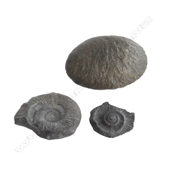 VENTIFACT (wind/sand blown) ROCK L.115mm + FOSSIL AMMONITE