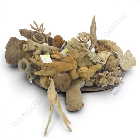ASST. CORALS / SPONGES