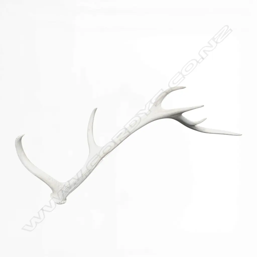 DEER ANTLER L.800mm Image 1++