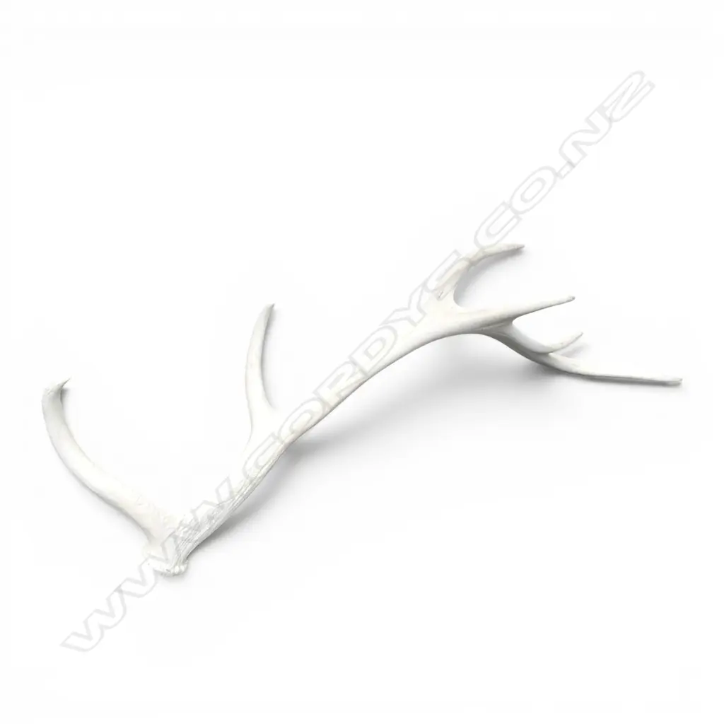 DEER ANTLER L.800mm Image 1++