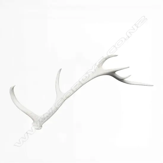 DEER ANTLER L.800mm