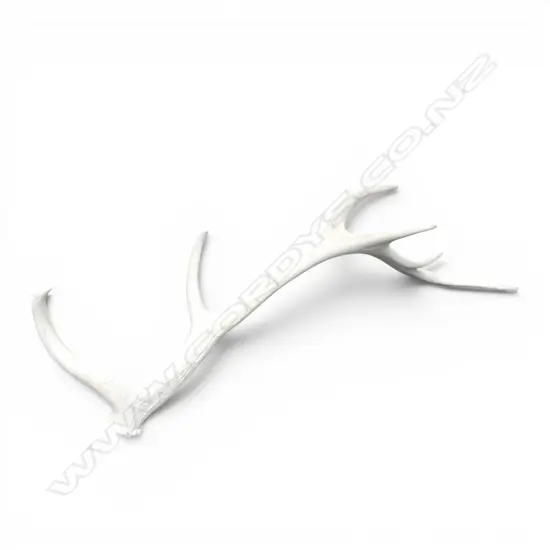DEER ANTLER L.800mm