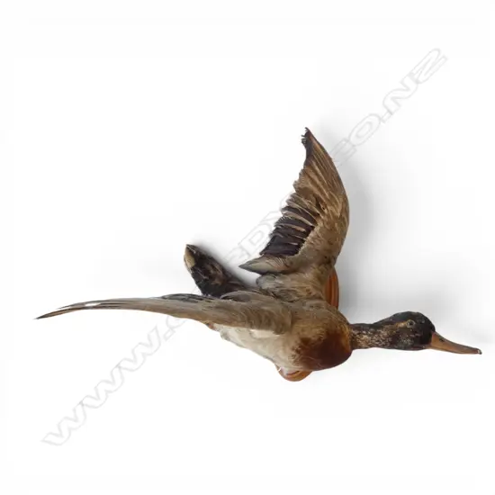 OLD TAXIDERMY DUCK mounted on board L.500mm