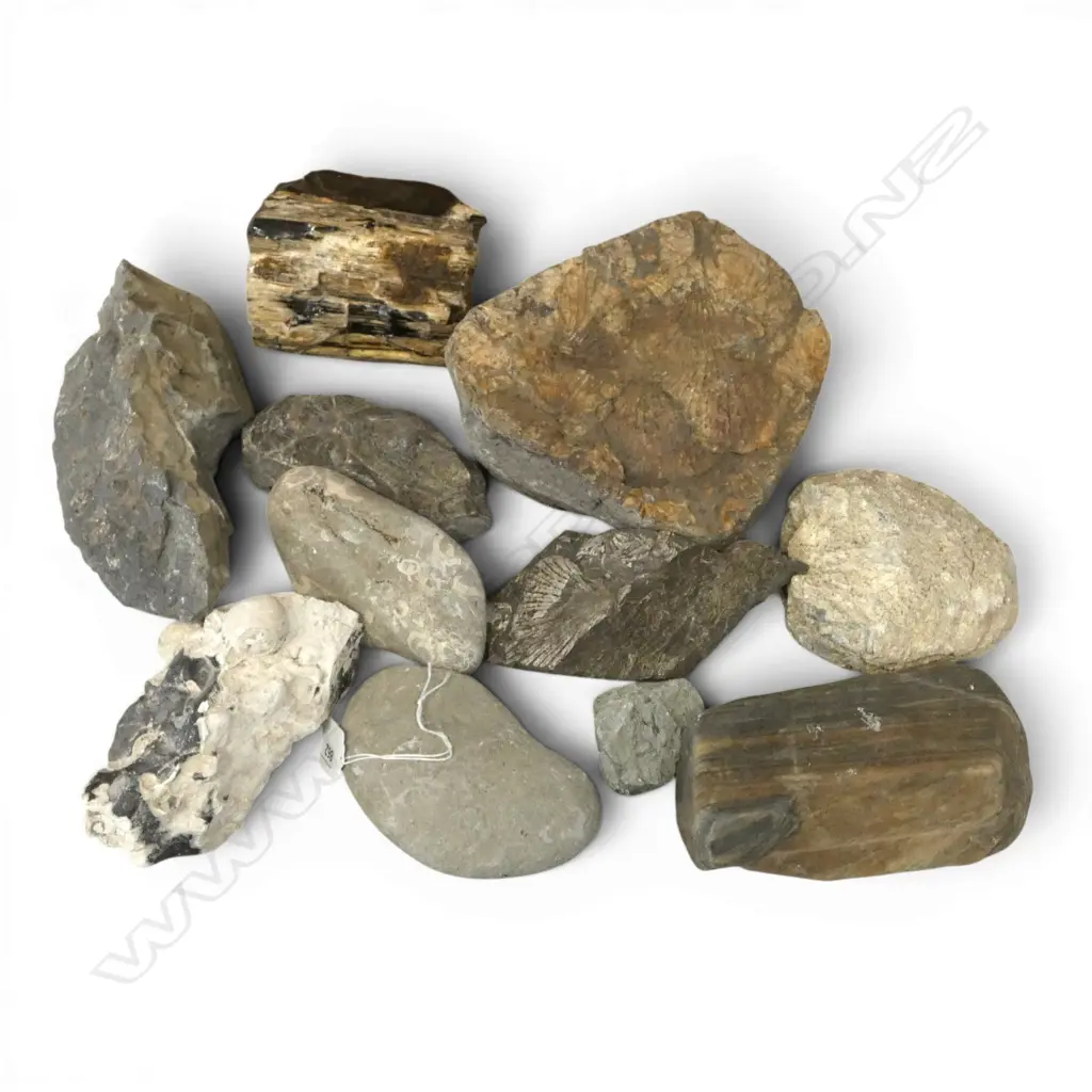 ASST. FOSSIL STONES Image 1++