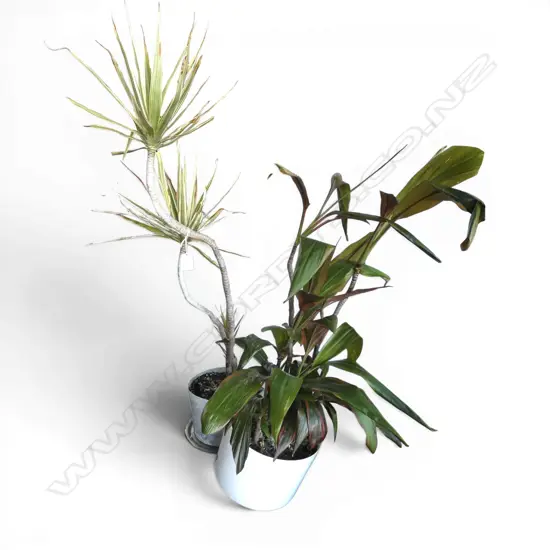 2 DRACAENA 'CORN / HAPPY PLANTS' H.1300mm