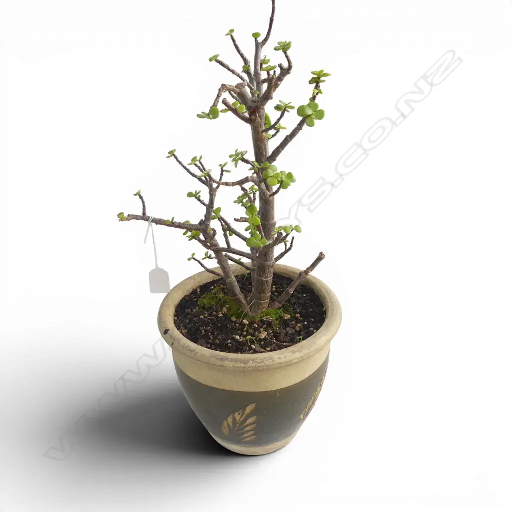 POT PLANT H.550mm Image 1++