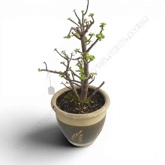 POT PLANT H.550mm