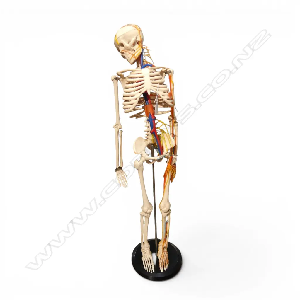 VINTAGE DOCTOR'S ANATOMICAL SKELETON ON STAND. H.840mm Minor faults Image 1++