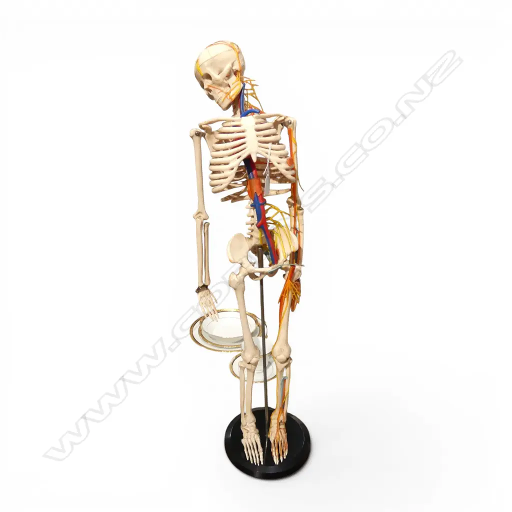 VINTAGE DOCTOR'S ANATOMICAL SKELETON ON STAND. H.840mm Minor faults Image 1++