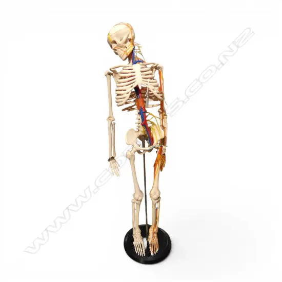 VINTAGE DOCTOR'S ANATOMICAL SKELETON ON STAND. H.840mm Minor faults