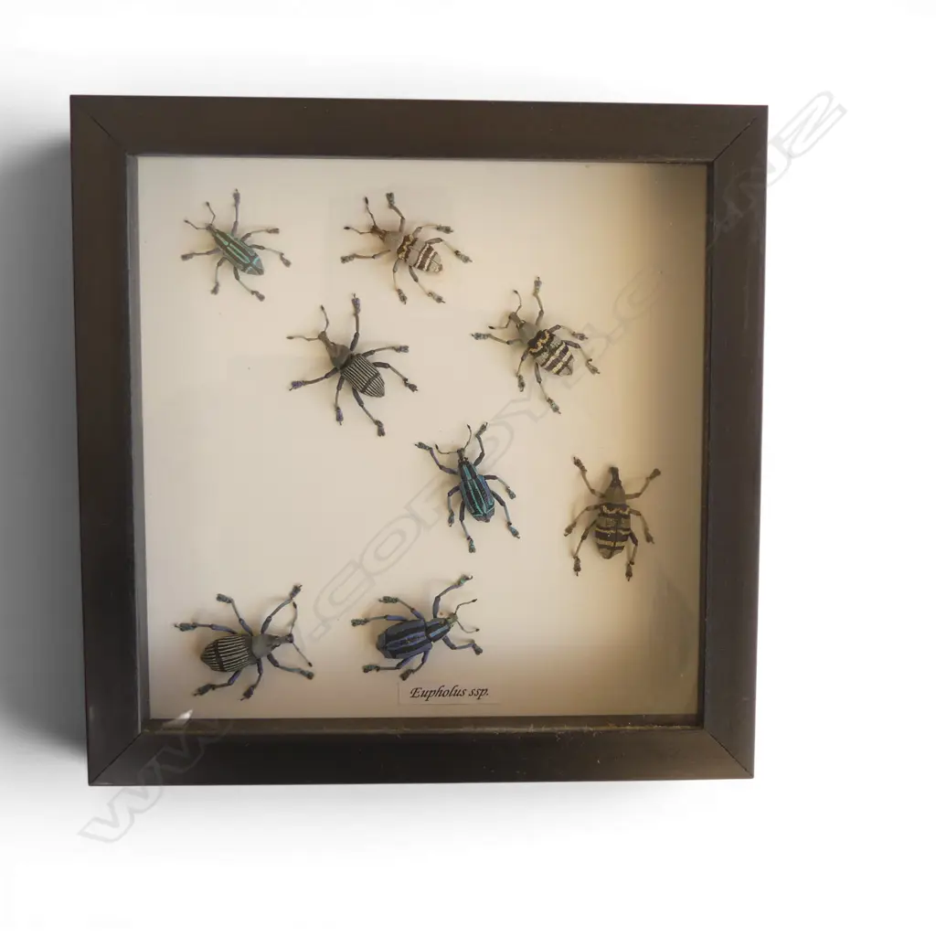 COLLECTION FRAMED BEETLES 'EUPHOLUS ssp.' 185 x 185mm Image 1++