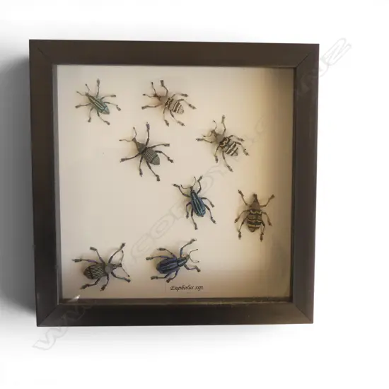 COLLECTION FRAMED BEETLES 'EUPHOLUS ssp.' 185 x 185mm