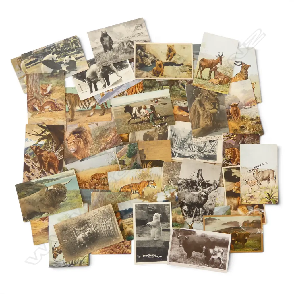 51 OLD POSTCARDS TUCKS ETC – TIGERS, LIONS, POLAR BEARS, ANIMALS  Image 1++