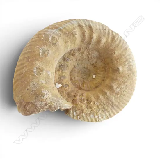LARGE AMMONITE FOSSIL Dia.170mm