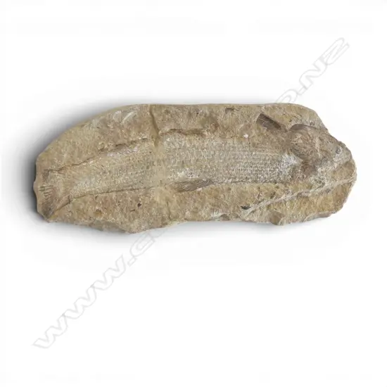FOSSIL FISH 'Knightia Eocaena' probably ex. Green River Formation Wyoming. Eocene 50 million years ago. L.260mm