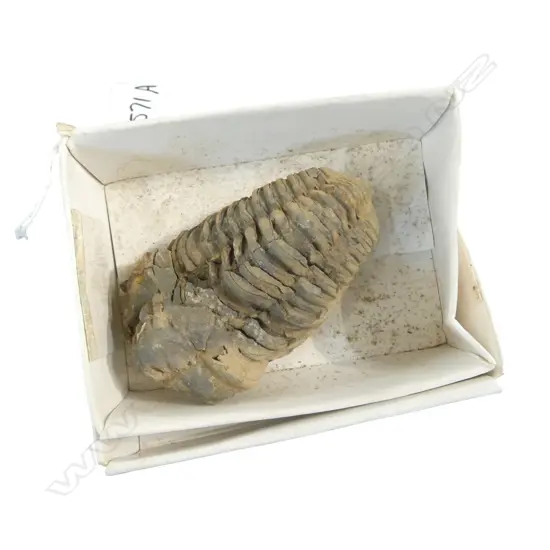 TRILOBITE FOSSIL L.80mm