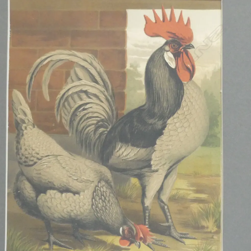 4 CHOOK PRINTS 200x170mm Image 1++