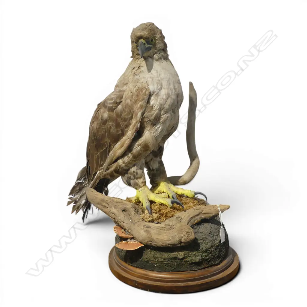RECONSTRUCTED TAXIDERMY LARGE BIRD. Real and man made construction. H.600mm Image 1++