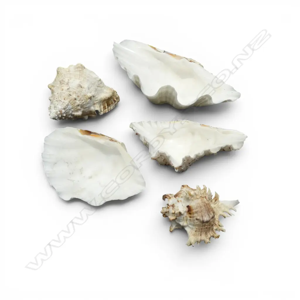 5 ASST SEASHELLS L.400mm Image 1++